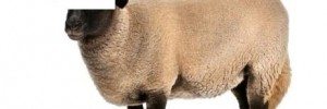 hukum urunan qurban kambing