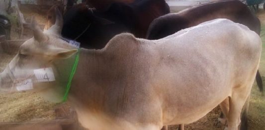 nabung qurban