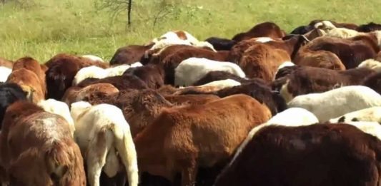 urunan qurban