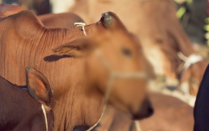 Jatah Maksimal Sohibul Qurban • Konsultasi Kesehatan dan 