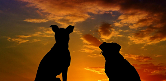 cara mensucikan najis anjing dan hukum memelihara anjing