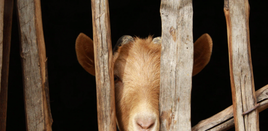 qurban dulu atau sedekah dulu